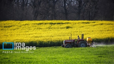 توسعه کشت کلزا؛ راهبردی کلان برای خودکفایی