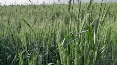 راهکارهای نوین تغذیه گندم در خوزستان
