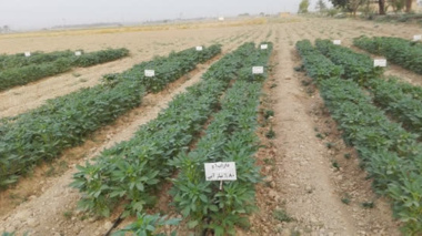داراب ۱؛ رقم برتر کنجد برای شرایط کم‌آبی شناسایی شد/ دستاورد پژوهشی خوزستان در مسیر ارتقای بهره‌وری آب و پایداری تولید