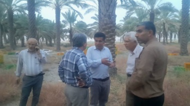 احیای ۲ هکتار نخلستان پژوهشی با رویکرد اقتصادی